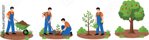 Gardening and Tree Planting Process: Four Stages of Growth from Digging and Seedling Care to Nurturing and Finally a Mature, Fruit-Bearing Apple Tree Harvest