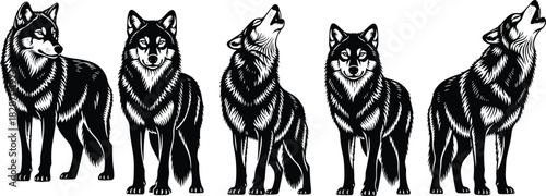 Here is a title and a set of keywords for the black and white wolf vector image, optimized for Adobe Stock SEO.
