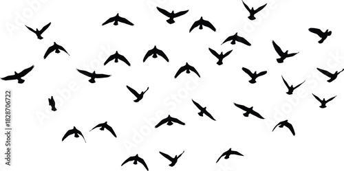 Large Flock of Flying Birds Silhouettes, Black Pigeons or Crows in Scattered Flight Formation, Vector Illustration Isolated on White Background for Freedom and Nature Concepts.