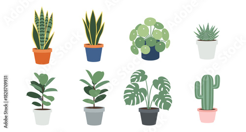 Modern indoor plants collection in minimalist style pots