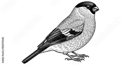 Detailed bird drawing: bullfinch side view in elegant black and white crosshatch style