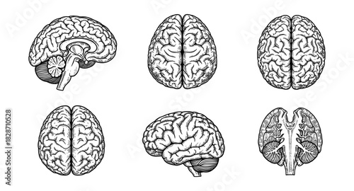 Detailed anatomical brain set in vintage style for educational use