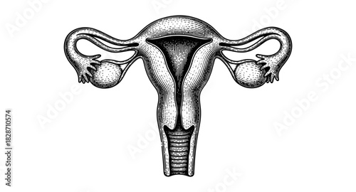 Hand drawn anatomical uterus with fallopian tubes and ovaries in vintage style