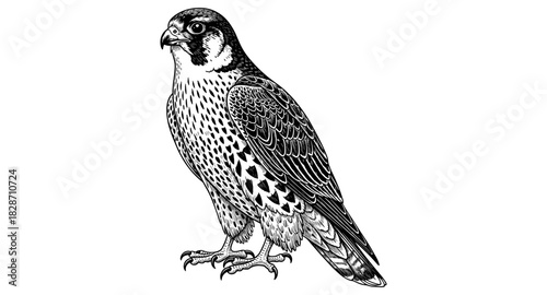 Intricate detailed falcon design in monochrome style with elegant feather patterns