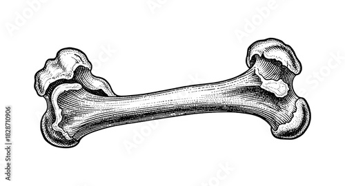Detailed vintage bone drawing with crosshatch shading