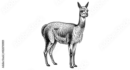 Detailed engraving of a vicuna in black and white style