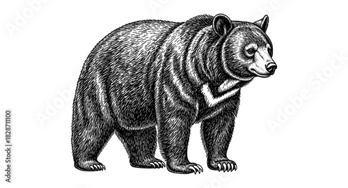 Detailed engraving style bear graphic for wildlife and nature themes