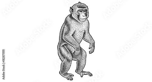 Detailed hand-drawn monochrome baboon standing illustration