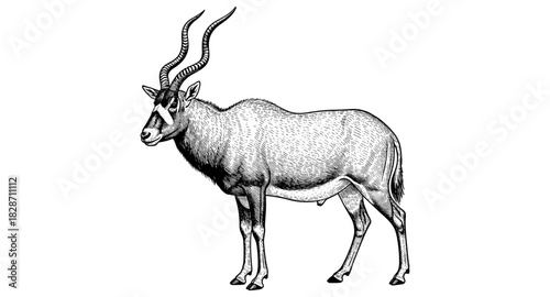 Detailed antelope sketch with curved horns in vintage style on white background