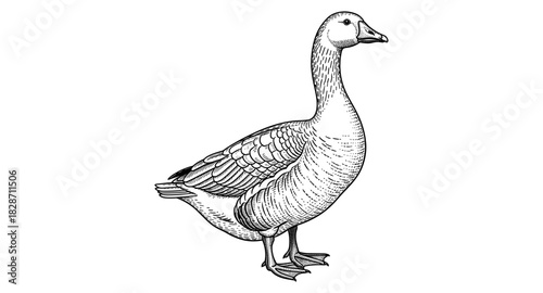 Elegant black and white goose drawing with intricate line details