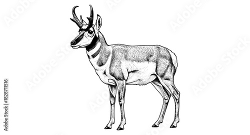 Detailed pronghorn antelope in vintage engraving style on white background