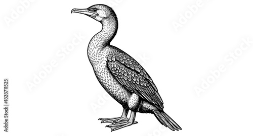 Detailed black and white cormorant drawing with intricate feather patterns