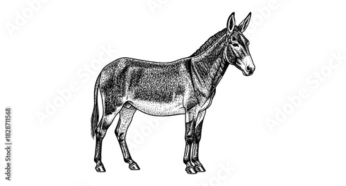 Detailed engraving of a standing donkey in black and white