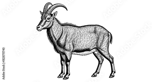 Detailed engraving of a wild mountain goat with curved horns in profile