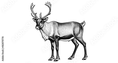 Detailed engraved style deer with antlers in vintage art