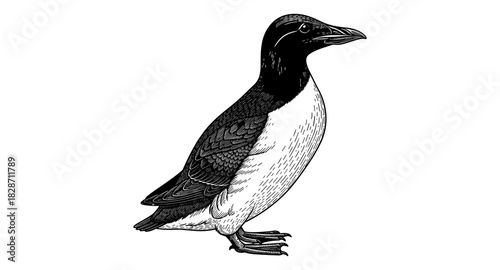 Detailed engraving style puffin illustration on white background