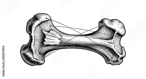 Retro engraved bone art with cross sections in classic etching style