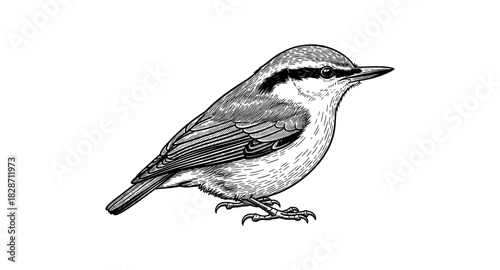 Detailed black and white bird drawing with intricate feather pattern