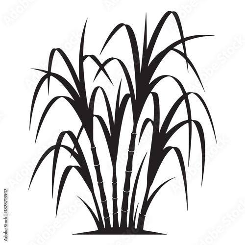 Silhouette of sugarcane plant isolated on white background, a tall grass with thick, jointed stems and long, slender leaves