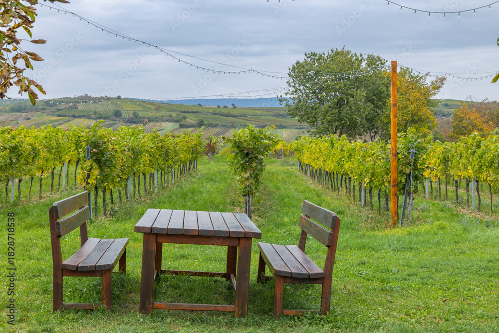 Fototapeta premium Wooden table benches Zellerndorf vineyard during autumn