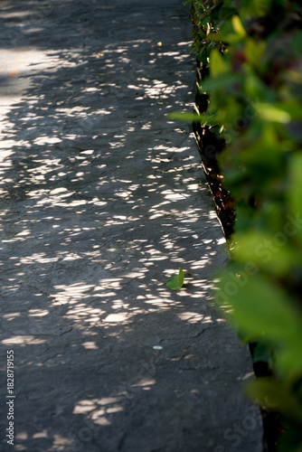 Shaded walkway beside lined trees.