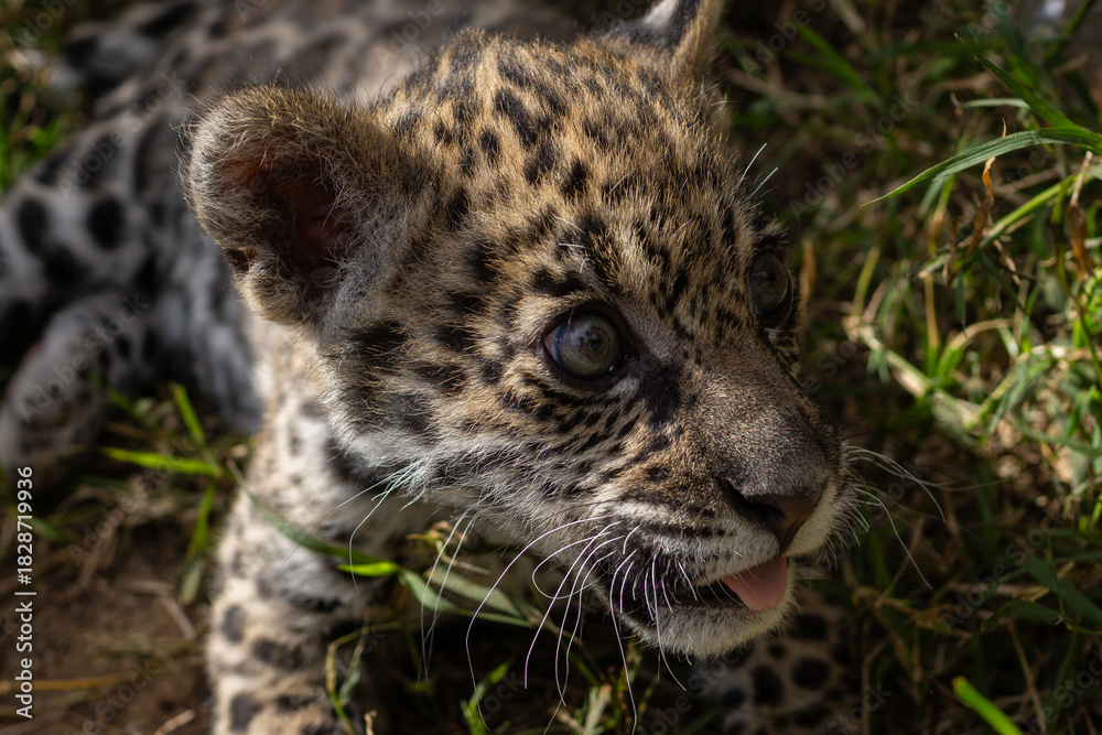 Obraz premium jaguar