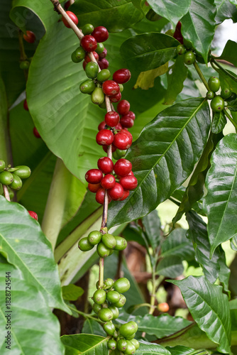 Arabica Coffee, Heavy Fruiting Coffee Plants, Robusta, Liberica, Red Coffee