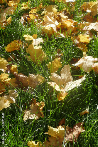 Autumn leaves on the sun that are laying on the ground, autumn season background