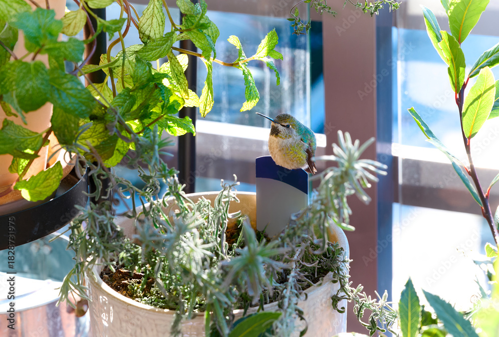 Obraz premium Close-up of a hummingbird. The bird is perched on a flowerpot. Vancouver, British Columbia, Canada