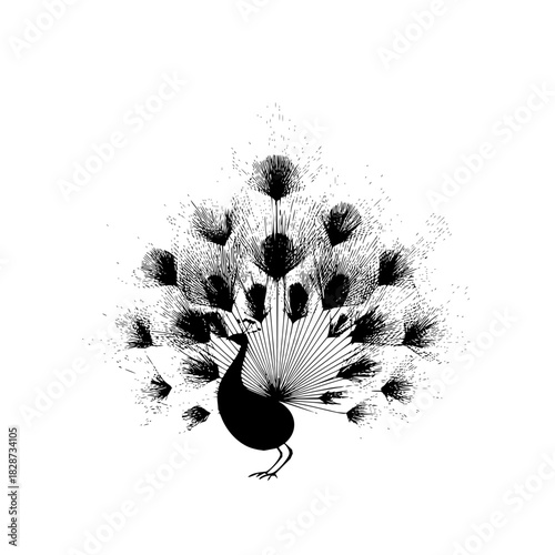 Silhouette of a peacock with its tail feathers fanned out in a detailed black and white illustration