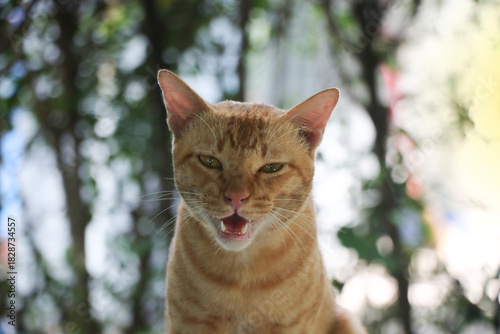 A portrait photo of an orange cat while it is meowing