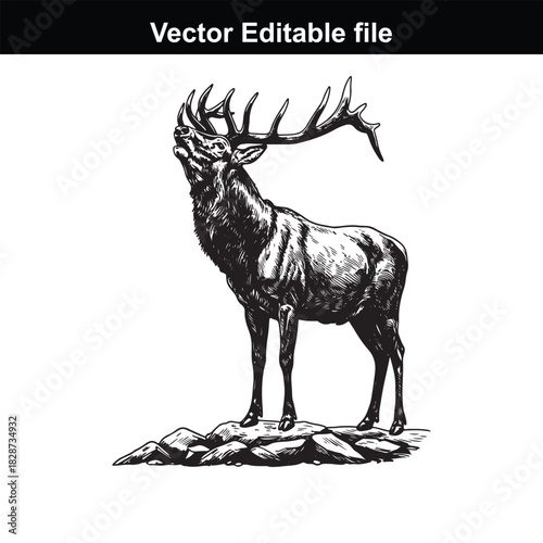 Majestic stag with large antlers, roaring or calling out, standing on rocks, vector illustration, isolated on white background