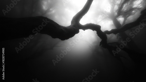 Monochrome mystical forest branches in ethereal light create a dark atmosphere evoking mystery