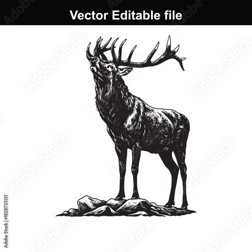 Majestic stag roaring on rocky ground, a powerful symbol of nature and wilderness, isolated on white background