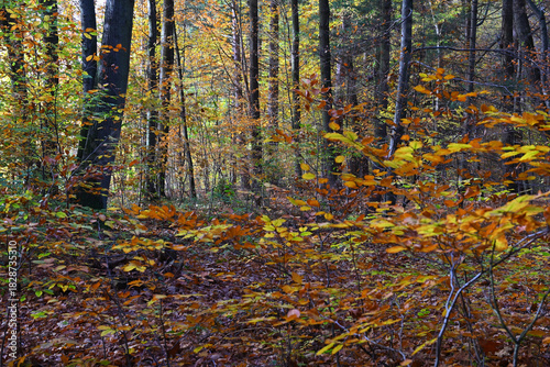 Colorful autumn leaves during foliage in forest or wood with trees