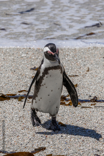 Canvas Print Sad South African penguin has come out of water and walking along the sandy coast