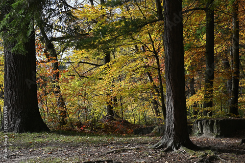 Colorful autumn leaves during foliage in forest or wood with trees
