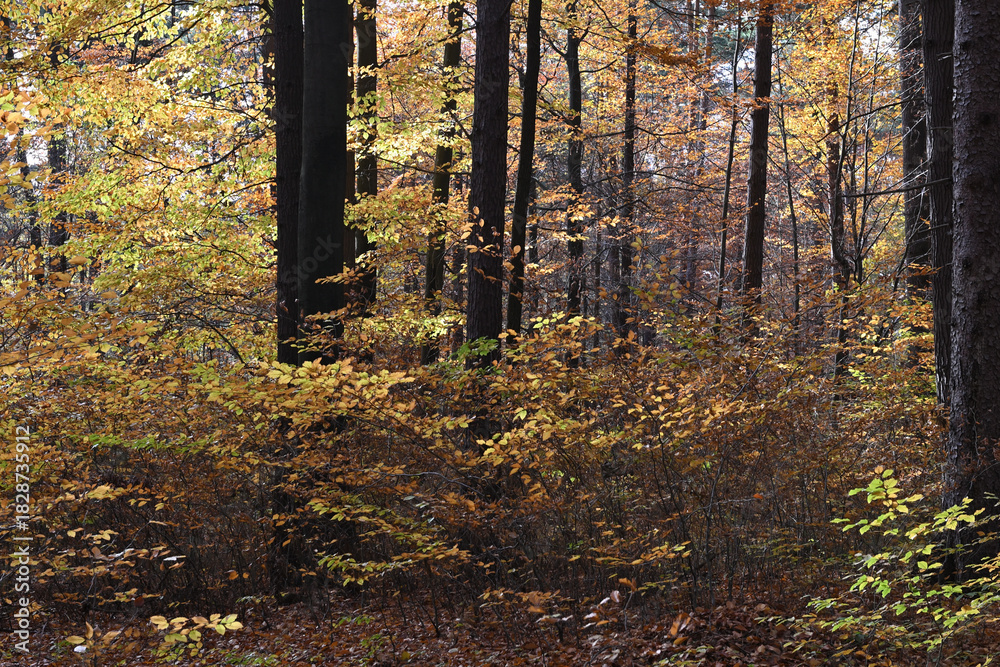 Fototapeta premium Colorful autumn leaves during foliage in forest or wood with trees