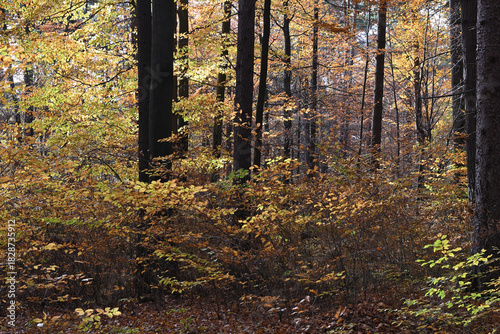 Colorful autumn leaves during foliage in forest or wood with trees