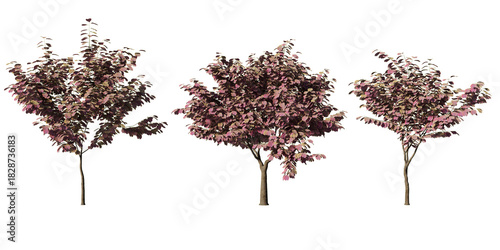 Photos Vibrant ‘Forest Pansy’ redbud trees with rich purple foliage in detailed botanic