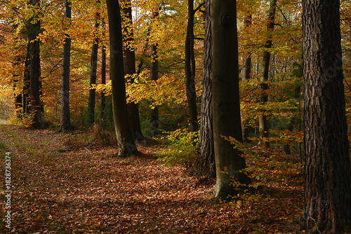 Colorful autumn leaves during foliage in forest or wood with trees