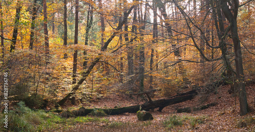 Colorful autumn leaves during foliage in forest or wood with trees