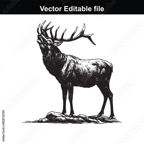Majestic stag roaring on a rocky outcrop, a powerful symbol of wilderness and natures untamed spirit, rendered in a detailed black and white illustration