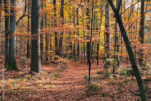 Colorful autumn leaves during foliage in forest or wood with trees