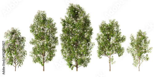Lemon myrtle trees in various growth stages with clusters of white blossoms and lush green foliage