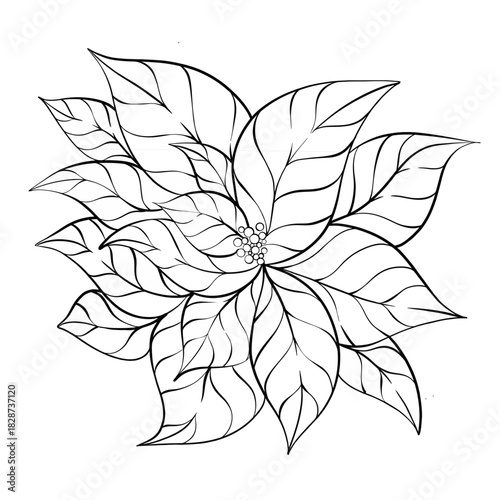 Christmas Poinsettia Flower, Hand-Drawn Festive Floral Line Art for Holiday Decor, Coloring Pages, Greeting Cards, Prints and Seasonal Design Projects