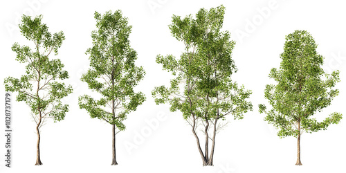 Tall Alnus cordata trees with light green summer foliage and slender trunks displayed in multiple growth forms