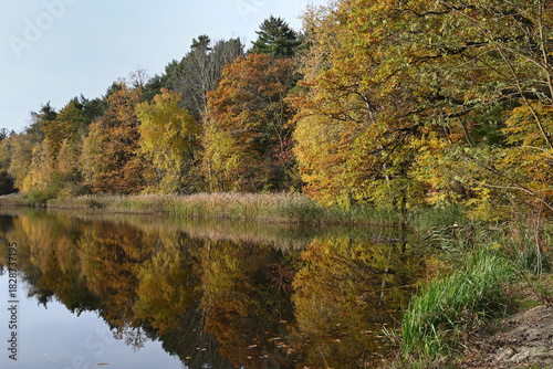 Colorful autumn leaves during foliage in forest or wood with trees reflecting in a lake