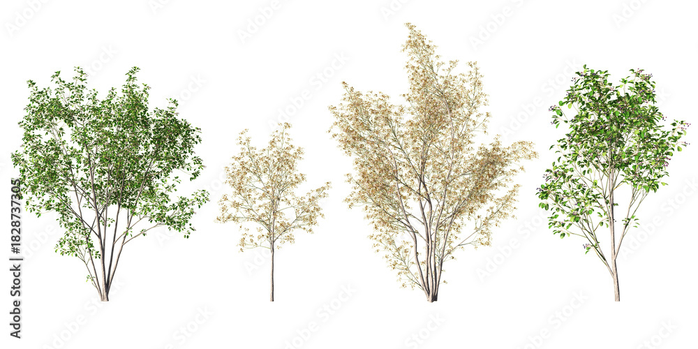 Obraz premium Amelanchier lamarckii trees in mixed seasonal foliage with delicate branching and soft green and copper tones