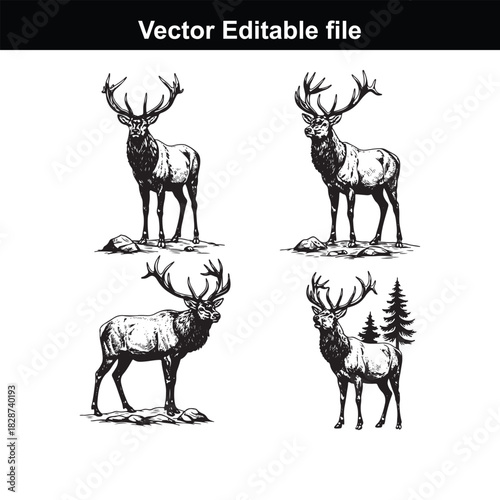 Set of four handdrawn illustrations of elk, each in a different pose, isolated on white background